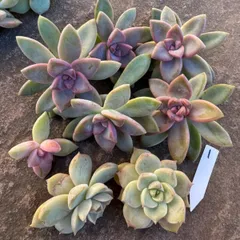 2025年最新】多肉植物白牡丹の人気アイテム - メルカリ 2025年最新】多肉植物白牡丹の人気アイテム - メルカリ