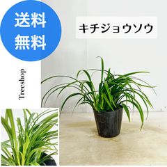 吉祥草 【送料無料】キチジョウソウ 9cmプラ鉢 高さ0.1ｍ 幅0.3ｍ グランドカバー 常緑性 日陰 草花 下草 寄せ植え