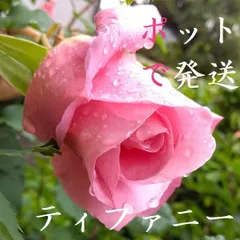 【ポットで発送】「ティファニー」 薔薇 バラ 2025年挿木苗　9ｃｍポットのサムネイル