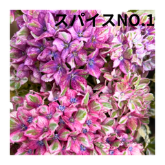 アジサイ　カラフルランジア ：スパイスNO.1　新品種　斑入り　アジサイ 大栄花園 苗木 鉢植え 地植え カラーリーフ 希少