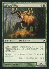 26230 MTG マジック:ザ・ギャザリング ヒッコリーの植林地 - メルカリ