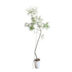 グレビレア ムーンライト 実生10年 8号鉢 214cm ネイティブプランツ(オージープランツ)