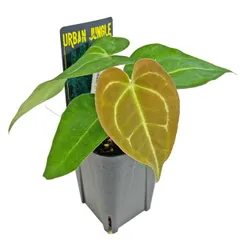 ★超上品なフラットイヤー★アンスリウム　ポーティラエ× サブシグナタム　レア交配 2025年最新】アンスリウムの人気アイテム - メルカリ