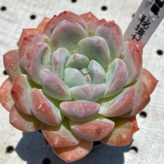 秘境ゼリー　多肉植物　エケベリア　韓国苗