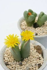 王将 2頭 コノフィツム Mサイズ5.5ｃｍポット 中型 足袋型 昼咲種 黄花 Conophytum 'Ousyou' 多肉植物 多肉永遠