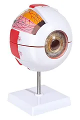 2024年最新】眼球模型の人気アイテム - メルカリ
