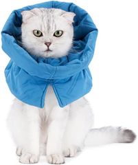 Item thumbnail for item 6ebe98ef-1688-431c-a27c-5a8b1025fe9a