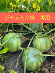 【ジャスミン様専用】徳島県産なりくらマクワ【自然栽培】