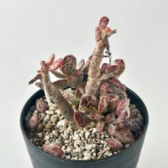 【多肉植物】アドロミスクス・クーペリー　Adromischus cooperi