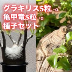 KIDONOMI PLANTS - メルカリShops