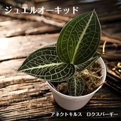 激レア　マコデス　リミィ　東カリマンタン　中苗　ジュエルオーキッド 激レア マコデス リミィ 東カリマンタン 中苗 ジュエル