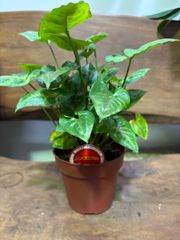 シンゴニウム　4号　観葉植物　インテリア　グリーン　耐陰性　丈夫　ツル性　ハンギング
