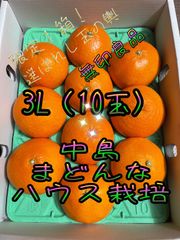 【早い者勝ち！】中島まどんな　3L  無印良品　3K化粧箱