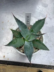 2025年最新】アガべ モンタナの人気アイテム - メルカリ