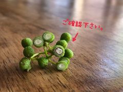 実山椒500g＋50g＋更におまけ