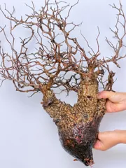 オペルクリカリア　パキプス　ベアルート　芽吹き有り　チャレンジ株 P167オペルクリカリア パキプス チャレンジ株 コーデックス