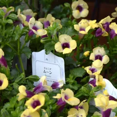 ひろ様専用ページ