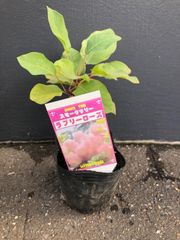 スモークツリー ラブリーローズ苗