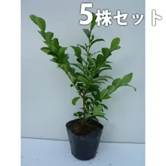 2026年最新】ヒサカキの人気アイテム - メルカリ