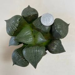 多肉植物　ハオルチア　特窓コンプト(大)  抜き苗　根付き
