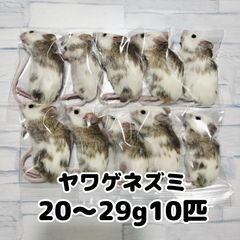 爬虫類のエサ　冷凍ヤワゲネズミ　20〜29g 10匹　個包装
