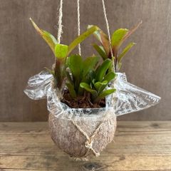 ネオレゲリア ハイブリッド ココポット 現品 交配種 交配 Neoregelia hybrid 交配種 交配 現品 観葉植物 観葉 植物 珍奇植物 珍奇 珍しい レア 希少 タンクブロメリア ブロメリア アナナス ハンギング 吊るす  インテリア おしゃれ