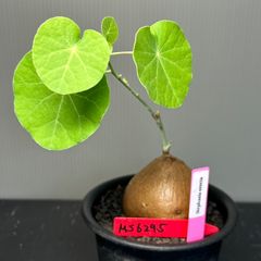 ステファニア エレクタ　発根済　発芽済