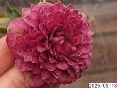 花1ガク0蕾2 開花株4号 ボリューム多弁 ”玉咲き”吉田多弁交配 吉田園芸生産 超多弁 クリスマスローズz319002