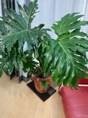 セローム A8 現物販売 室内 観葉植物 インテリア