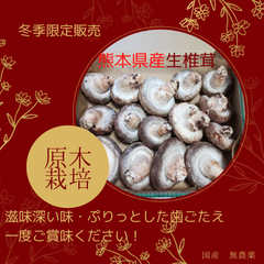 プリッとおいしい生椎茸（熊本県産　原木栽培）