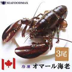 オマール海老 ３尾 カナダ産 生 非加熱 オマールロブスター ホール オマールエビ ・オマール海老【３尾】・