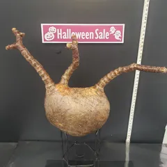 2025年最新】グラキリス 現地球の人気アイテム - メルカリ