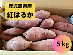 鹿児島産 紅はるか さつまいも ５kg （中小サイズ）