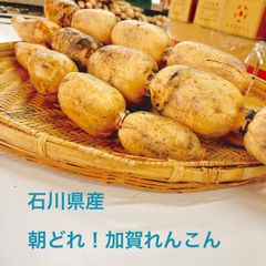 【れんこんの王様】朝どれ　加賀れんこん　3kg