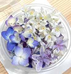 紫陽花ドライフラワー(中)