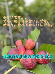 ちいさい完熟いちじく