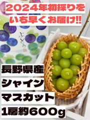 シャインマスカット　長野県産　1房　約600g　大房　産地直送 お中元　贈答用