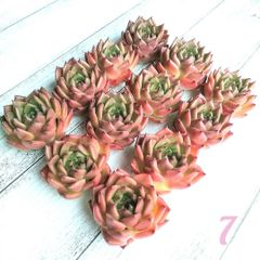 美苗‼️7 チャールストーン 多肉植物 エケベリア カット苗
