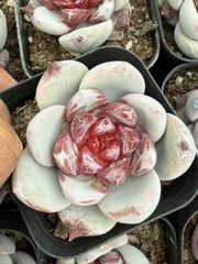 新入荷　多肉植物　エケベリア　蜜糖　4cm 抜き苗　1株