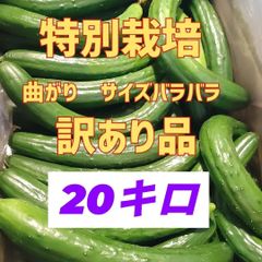今月で終了！農家直送美味しいきゅうり！ 20キロ弱！ サイズバラバラ！ 曲がりきゅうり　訳あり　きゅうり　20キロ　20kg　産地直送品