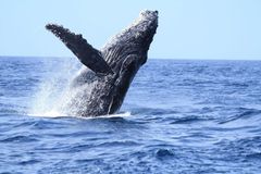 ベルジェオイルランプ 四季 LBミュシャ・4シーズン - メルカリ