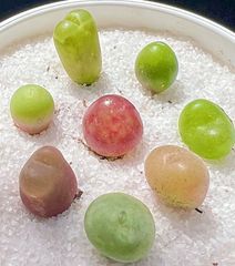 コノフィツム　人気8種類セット 翡翠玉 フォエニセウム フルゲリ　マウガニー　翠滴玉　風鈴玉　多肉植物　メルカリ便