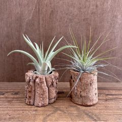 ★チランジア カピタータ・ チランジア 不明種  2種セット ① 切り株付き Tillandsia エアープランツ 現品 観葉植物 観葉 植物 珍奇植物 珍奇 ハンギング 吊るす 吊り下げ インテリア プレゼント