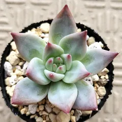 楽天市場】多肉植物 TYエケベリア ホーリンゼ実生 多肉植物 TY