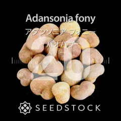 3月入荷 200粒 バオバブ アダンソニア ディギタータ 種 種子 証明書あり0 Amazon.co.jp: 【種子】Adansonia Digitata◇アダンソニア