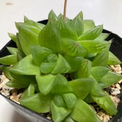 多肉植物シンビフォルムス