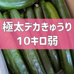 今月で終了！超特価！10kg弱！極太デカきゅうり！　野菜ソムリエサミット銀賞受賞　農家直送　減農薬　有機肥料　きゅうり　訳あり　規格外　10kg 10キロ　産地直送