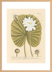 世界の名画 100年前 アートポスター ボタニカル 植物 果物 ハーブ ヴォイニッチ手稿 絵画 おしゃれ レトロ ポップ インテリア フレームなし （A3サイズ）（ポスターのみ）