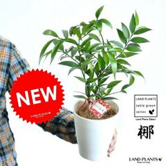 超希少❗️ザミオクルカス カメレオン✨ - メルカリ