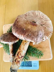 北海道　松茸　350g 特大 北海道 松茸 350g 特大 北海道松茸350g 特大